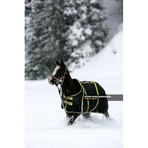 Cortina Winter Polo Jaeger-LeCoultre Gold Cup 2006 Cortina, 22 febbraio 2006 ph.Stefano Grasso