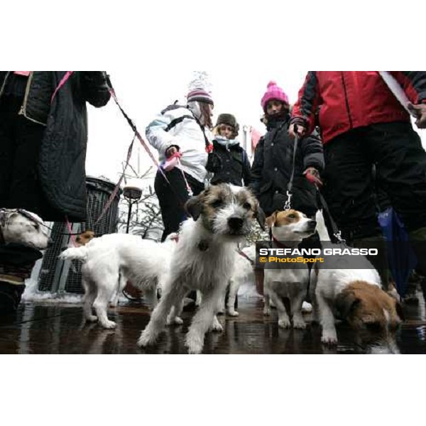 Jack Russel Cortina Winter Polo Jaeger-LeCoultre Gold Cup Cortina, 25 febbrai 2006 ph. Stefano Grasso