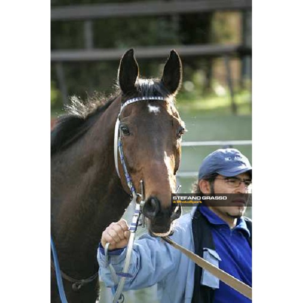 a close up for Almanzor before the LVI Gran Corsa Siepi di Roma Roma, 19th february 2006 ph. Stefano Grasso