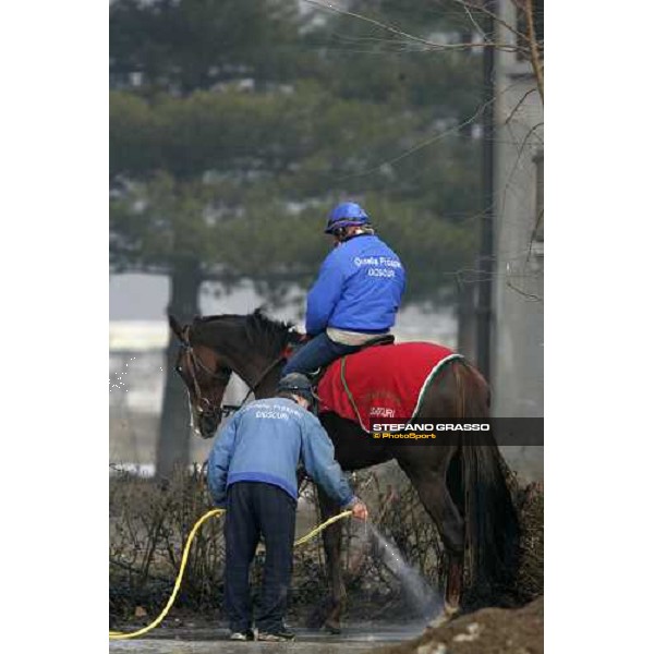 Team Dioscuri -washing a horse after morning works at San Siro Milan, 17th february 2006 ph. Stefano Grasso