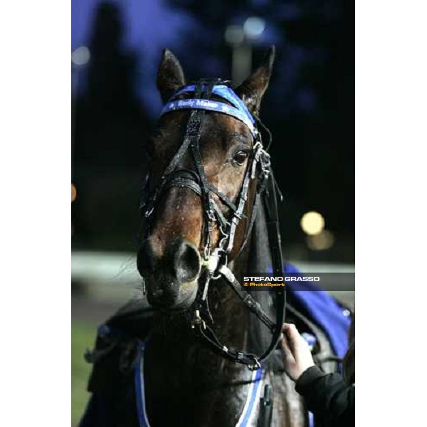 a close up for Early Maker, winner of Gran Premio Ponte Vecchio Firenze, 5th march 2006 ph. Stefano Grasso