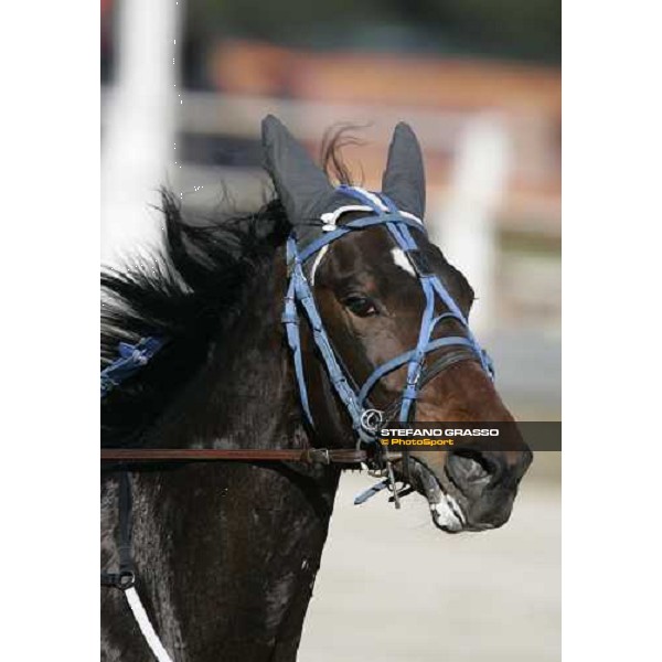 close up for Ghibellino winner of Premio Veneto at San Siro racetrack Milan, 11th march 2006 ph. Stefano Grasso