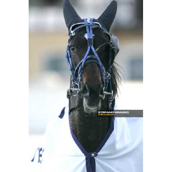 close up for Ghibellino winner of Premio Veneto at San Siro racetrack Milan, 11th march 2006 ph. Stefano Grasso