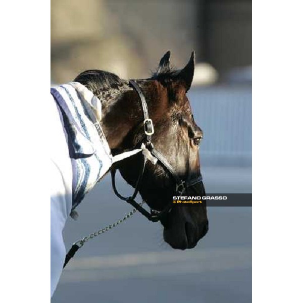 close up for Giulia Grif winner of Premio Emilia at San Siro racetrack Milan, 11th march 2006 ph. Stefano Grasso