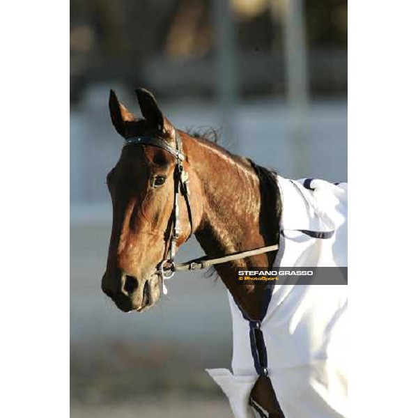 close up for Giulia Grif winner of Premio Emilia at San Siro racetrack Milan, 11th march 2006 ph. Stefano Grasso