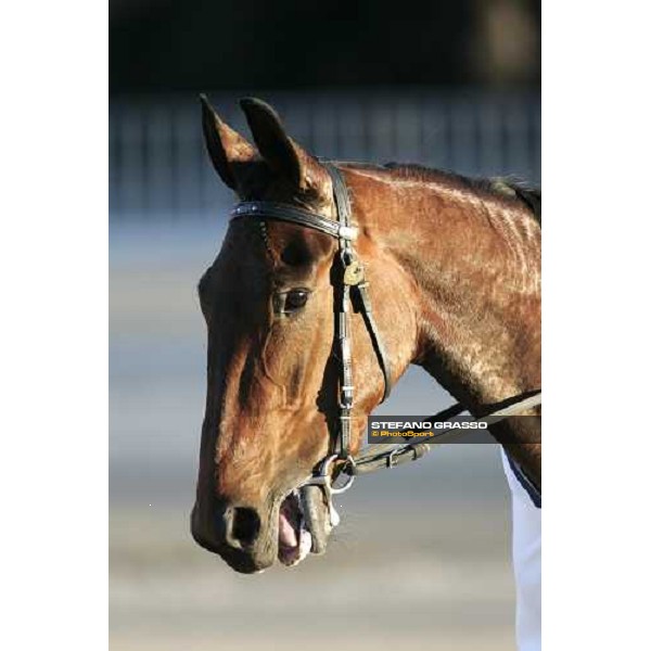 close up for Giulia Grif winner of Premio Emilia at San Siro racetrack Milan, 11th march 2006 ph. Stefano Grasso