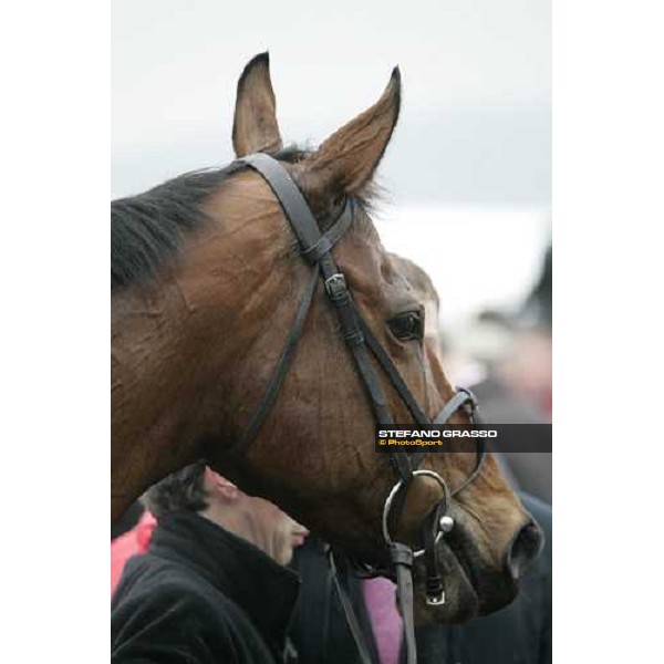 close up for Brave Inca winner ofThe Smurfit Kappa Champion Hurdle Challenge Trophy Cheltenham, 1st day - 14th march 2006 ph. Stefano Grasso