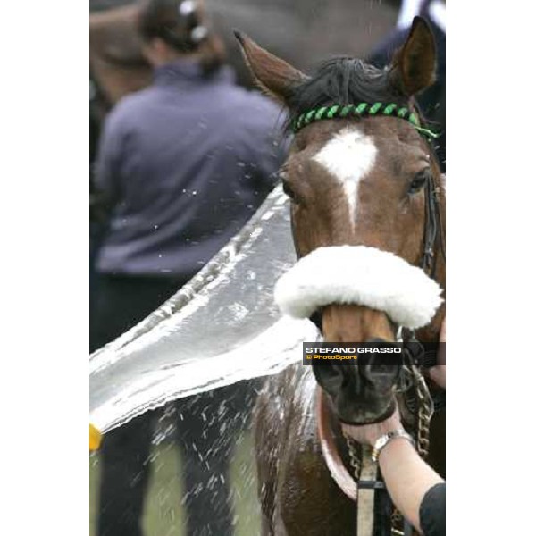a shower for the winner Cheltenham, 1st day - 14th march 2006 ph. Stefano Grasso