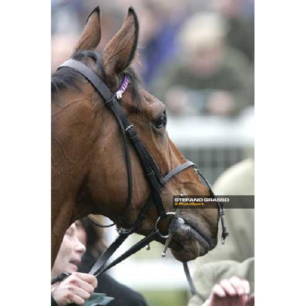 close up for Voy Por Ustedes winner of the Irish Independent Arkle Challenge Trophy Cheltenham, 1st day - 14th march 2006 ph. Stefano Grasso