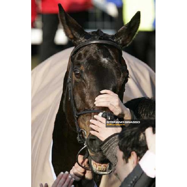 a close up for Newmill winner of The Queen Mother Champion Steeple Chase Cheltenham, 15th march 2006 ph. Stefano Grasso