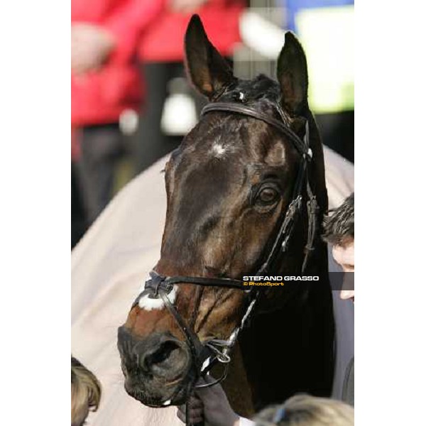 a close up for Newmill winner of The Queen Mother Champion Steeple Chase Cheltenham, 15th march 2006 ph. Stefano Grasso