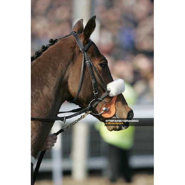 close up for Moscow Flyer before the Queen Mother Champion Steeple Chase Cheltenham, 15th march 2006 ph. Stefano Grasso