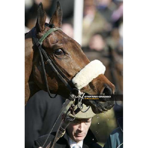 a close up for Nicanor winner of the Royal \' SunAlliance Novices\' Hurdle Race Cheltenham, 15th march 2006 ph. Stefano Grasso