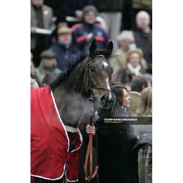a close up for My Way de Solzen winner of The Ladbrokes World Hurdle Race Cheltenham, 16th march 2006 ph. Stefano Grasso 