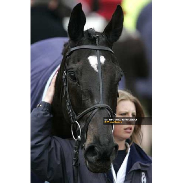 The Festival - Cheltenham 3rd day Cheltenham, 16th march 2006 ph. Stefano Grasso