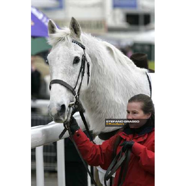 Desert Orchid parades with his groom before the start of the Totesport Cheltenham Gold Cup Cheltenham, 17th march 2006 ph. Stefano Grasso