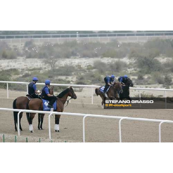 Discreet Cat waits for exercises while Antique is running at Al Quoz morning works Al Quoz - Dubai 22nd march 2006 ph. Stefano Grasso