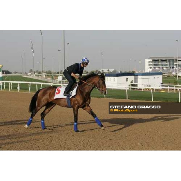 morning exercises for Richard Hills on Maraahel at Nad El Sheba racetrack Dubai, 23rd march 2006 ph. Stefano Grasso