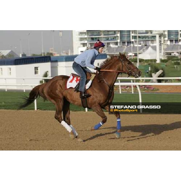 morning exercises for Shamoan at Nad El Sheba racetrack Dubai, 23rd march 2006 ph. Stefano Grasso