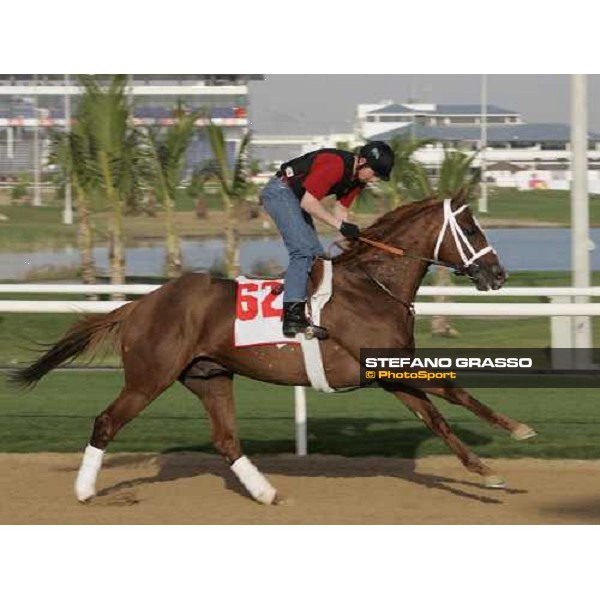 morning exercises for Mustanfar at Nad El Sheba racetrack Dubai, 23rd march 2006 ph. Stefano Grasso