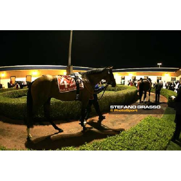 Electrocutionist in the pre parade ring od Dubai World Cup 2006 NAd El Sheba, 25th march 2006 ph. Stefano Grasso