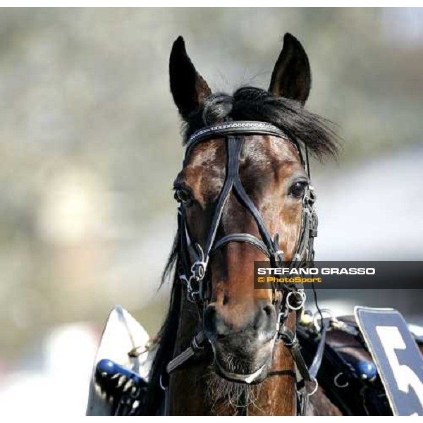 close up for Zinzan Brooke Tur Torino, 2th april 2006 ph. Stefano Grasso