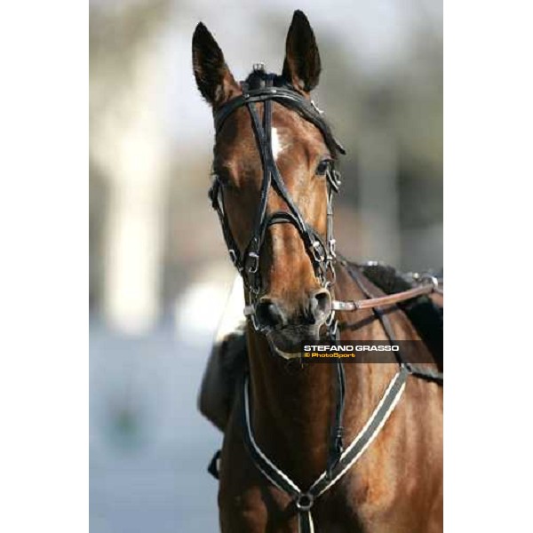 close up for Fleche Torino, 2th april 2006 ph. Stefano Grasso