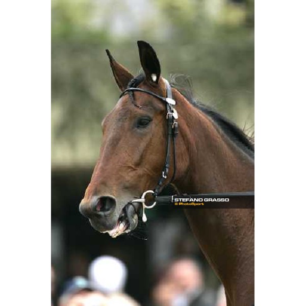 close up for Giulia Grif Bologna, 9th april 2006 ph. Stefano Grasso