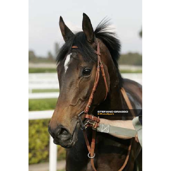 close up for Dionisia winner of Premio Torricola Roma Capannelle, 23rd april 2006 ph. Stefano Grasso