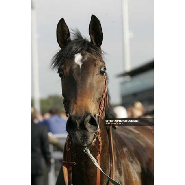 close up for Dionisia winner of Premio Torricola Roma Capannelle, 23rd april 2006 ph. Stefano Grasso