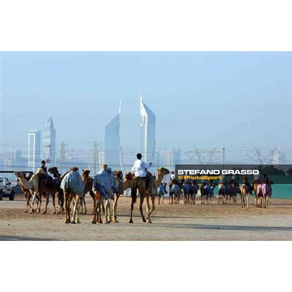 camels on training Dubai 28th march 2004 ph. Stefano Grasso