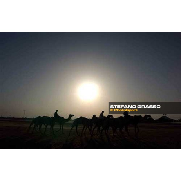 camels on training Dubai 28th march 2004 ph. Stefano Grasso