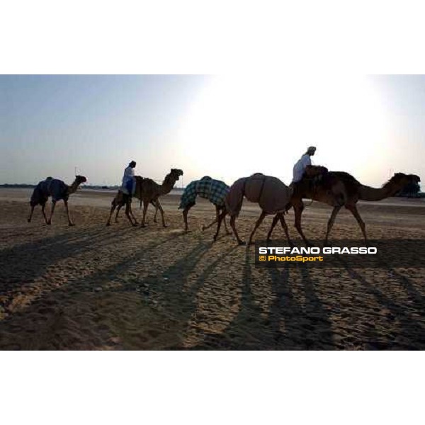 camels on training Dubai 28th march 2004 ph. Stefano Grasso