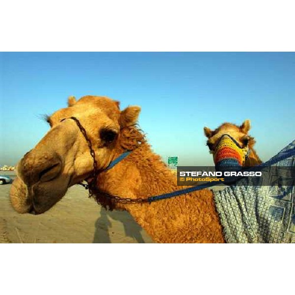 camels on training Dubai 28th march 2004 ph. Stefano Grasso