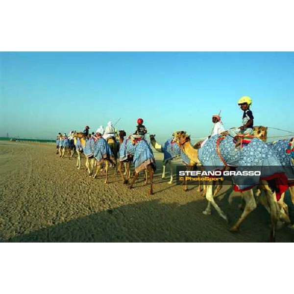 camels on training Dubai 28th march 2004 ph. Stefano Grasso
