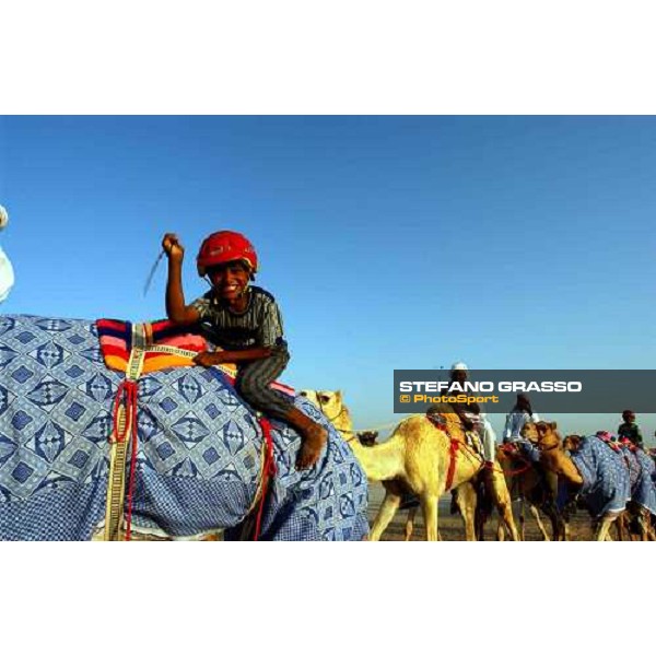 camels on training Dubai 28th march 2004 ph. Stefano Grasso