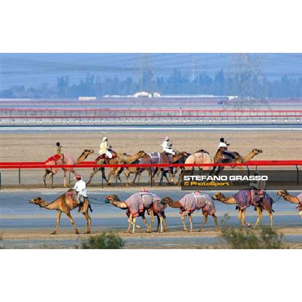 camels on training Dubai 28th march 2004 ph. Stefano Grasso