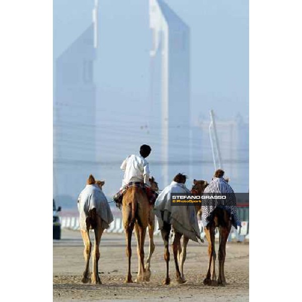camels\' training - The Emirates Towers in the background Dubai 28th march 2004 ph. Stefano Grasso