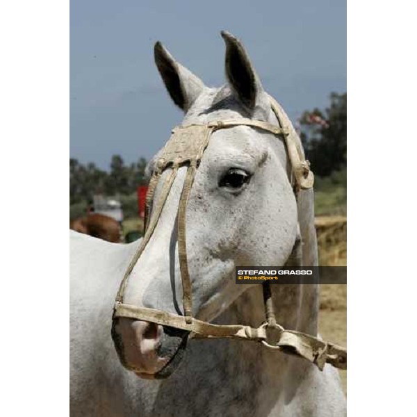 Pantera, Mochi Craft Polo Team Porto Cervo, 30th april 2006 ph. Stefano Grasso
