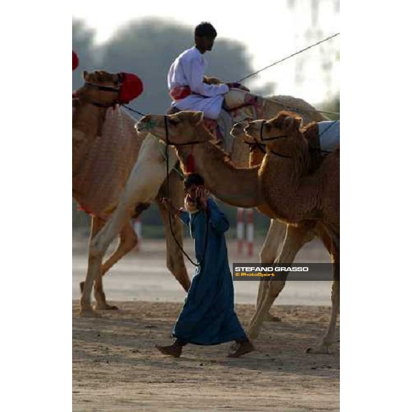 camels\' training Dubai 28th march 2004 ph. Stefano Grasso