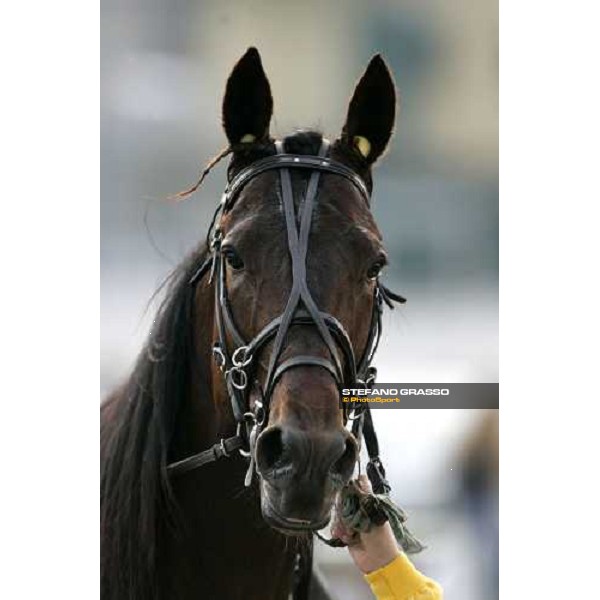 close up for Frullino Jet winner of the Gran Premio Regione Campania Napoli, 7th may 2006 ph. Stefano Grasso