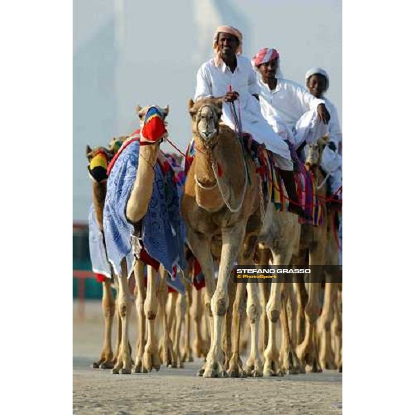 camels on training Dubai 28th march 2004 ph. Stefano Grasso