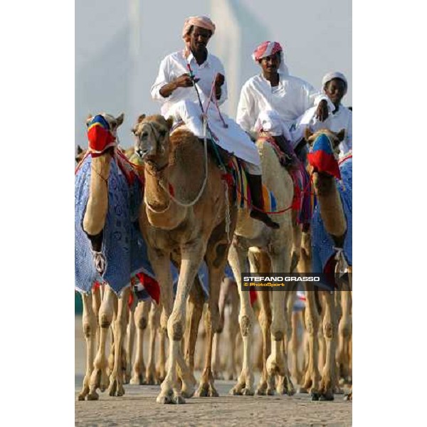 camels\' training Dubai 28th march 2004 ph. Stefano Grasso