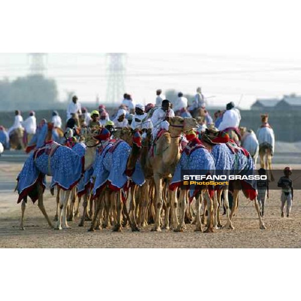 camels\' training Dubai 28th march 2004 ph. Stefano Grasso