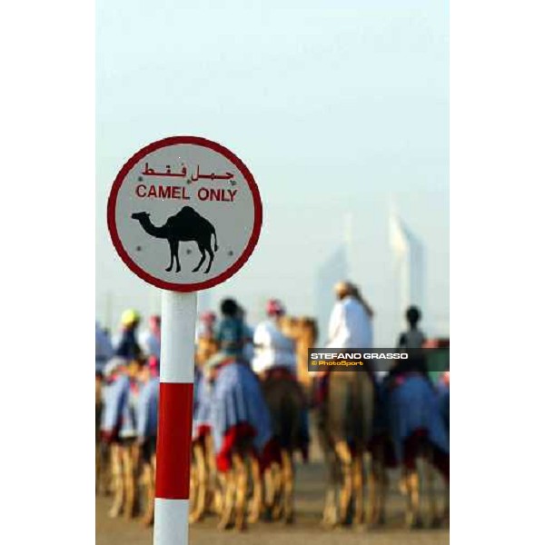 camel only Dubai 28th march 2004 ph. Stefano Grasso