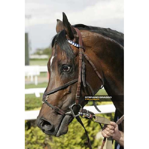 close up for Distant Way winner of Gran Premio Presidente ddella Repubblica Roma, 14th may 2006 ph. Stefano Grasso