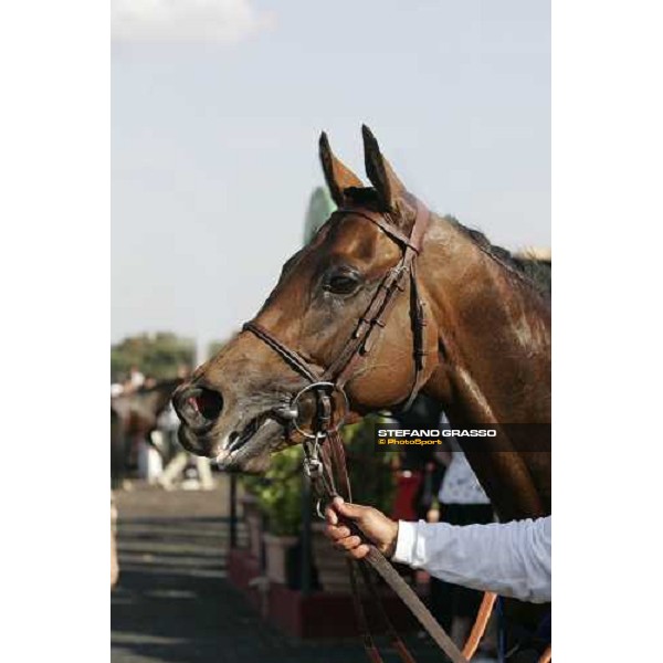 close up for Gentlewave winner of the 123¡ Derby Italiano Rome Capannelle, 21th may 2006 ph. Stefano Grasso