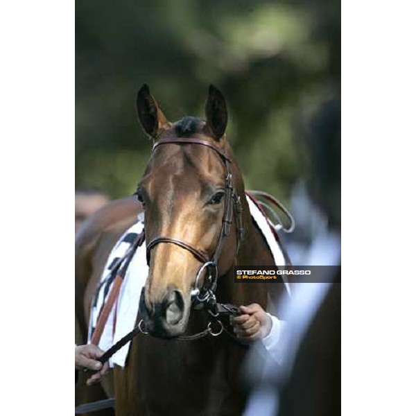 close up for Gentlewave winner of the 123¡ Derby Italiano Rome Capannelle, 21th may 2006 ph. Stefano Grasso