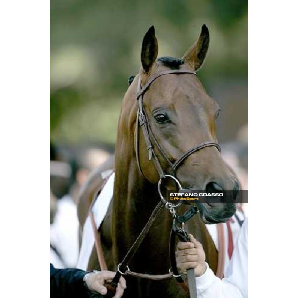 close up for Gentlewave winner of the 123¡ Derby Italiano Rome Capannelle, 21th may 2006 ph. Stefano Grasso