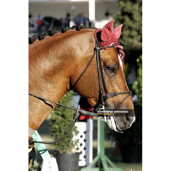 close up for Arko III winner of the Premio Roma at Piazza di Siena 2006 and horse of the year 2005 Rome, 28th may 2006 ph. Stefano Grasso